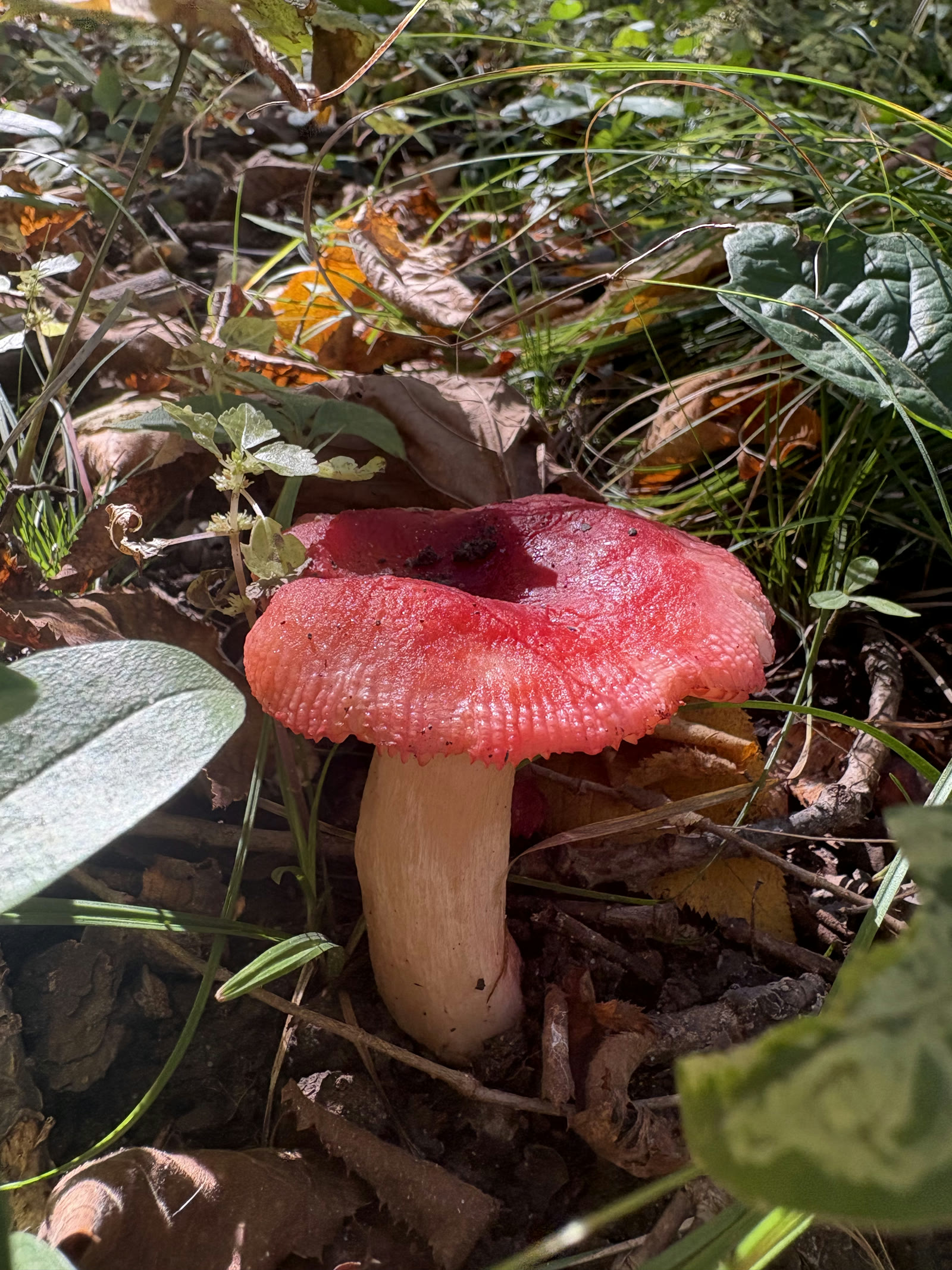 A red-capped mushroom growing among fallen leaves, grasses, and green plants.